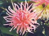 spiderdahlia.jpg